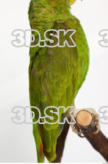 Amazon white-fronted - Amazona albifrons 0032